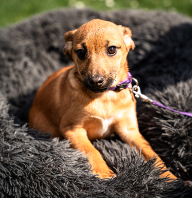 Talisa, mischling Welpen - Hündin