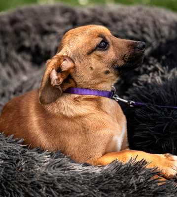 Talisa, mischling Welpen - Hündin