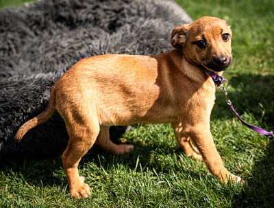 Talisa, mischling Welpen - Hündin