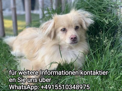 Tamaris, TAMARIS, Hunde - Hündin-WHATSAPP.....+4915510348975 - Hündin