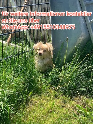 Tamaris, TAMARIS, Hunde - Hündin-WHATSAPP.....+4915510348975 - Hündin