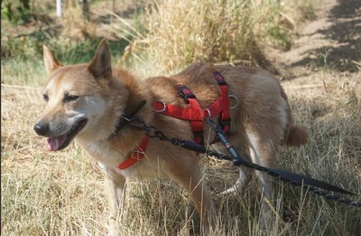 Tamayo, Shiba Inu - Rüde