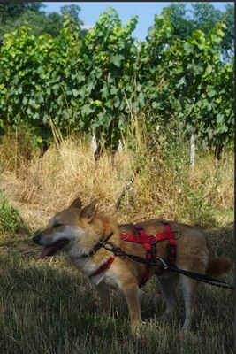 Tamayo, Shiba Inu - Rüde