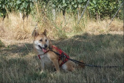 Tamayo, Shiba Inu - Rüde
