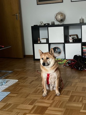 Tamayo, Shiba Inu - Rüde