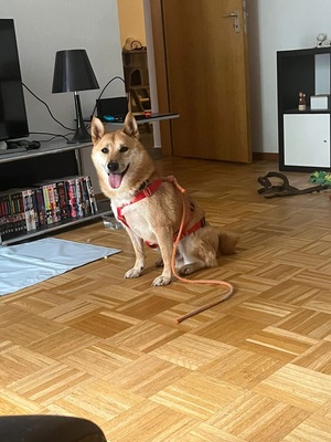 Tamayo, Shiba Inu - Rüde