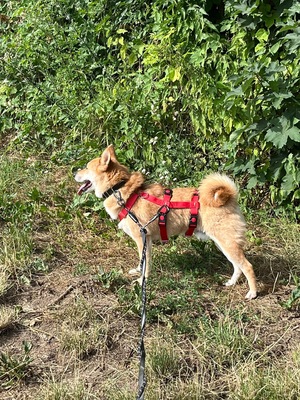 Tamayo, Shiba Inu - Rüde