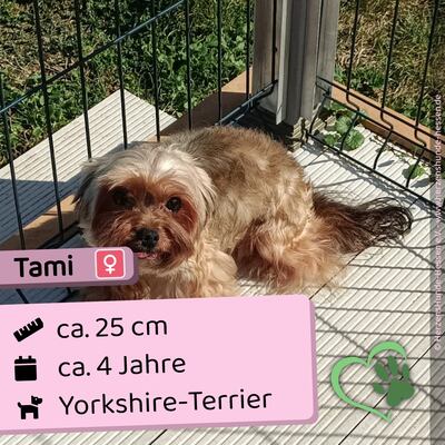 💐 Tami HU Yorkshire-Terrier Hündin - sozial und freundlich, Yorkshire-Terrier Hündin - Hündin 1