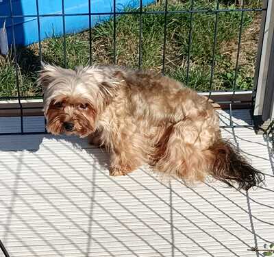 💐 Tami HU Yorkshire-Terrier Hündin - sozial und freundlich, Yorkshire-Terrier Hündin - Hündin