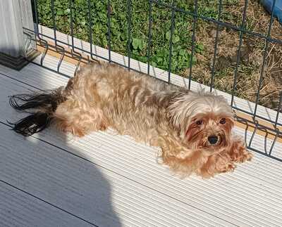 💐 Tami HU Yorkshire-Terrier Hündin - sozial und freundlich, Yorkshire-Terrier Hündin - Hündin