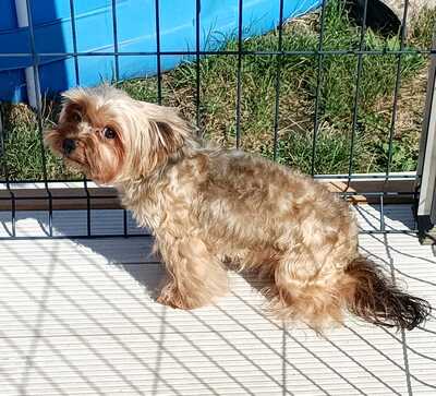 💐 Tami HU Yorkshire-Terrier Hündin - sozial und freundlich, Yorkshire-Terrier Hündin - Hündin