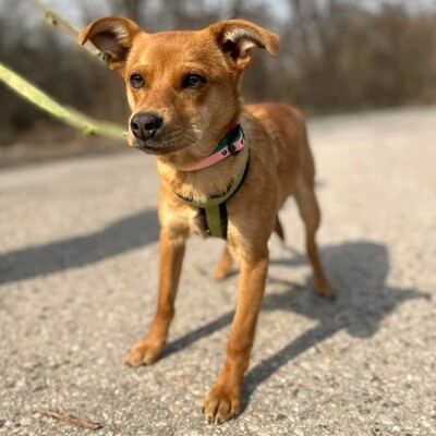 🌺Tamika Pinscher- Mischlingswelpin wird eine wunderbare Gefährtin sein 🌸, Mischlingshündin Welpen - Hündin