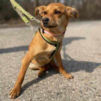 🌺Tamika Pinscher- Mischlingswelpin wird eine wunderbare Gefährtin sein 🌸, Mischlingshündin Welpen - Hündin