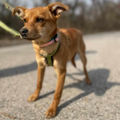 🌺Tamika Pinscher- Mischlingswelpin wird eine wunderbare Gefährtin sein 🌸, Mischlingshündin Welpen - Hündin