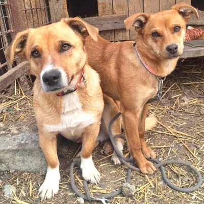 🌺Tamika Pinscher- Mischlingswelpin wird eine wunderbare Gefährtin sein 🌸, Mischlingshündin Welpen - Hündin