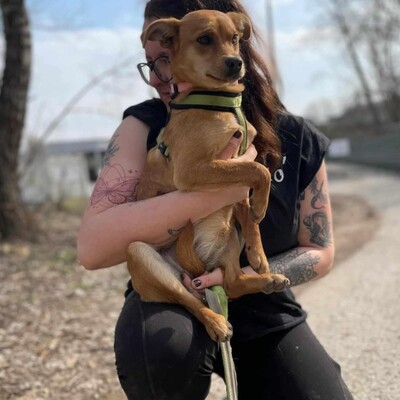 🌺Tamika Pinscher- Mischlingswelpin wird eine wunderbare Gefährtin sein 🌸, Mischlingshündin Welpen - Hündin