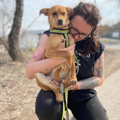 🌺Tamika Pinscher- Mischlingswelpin wird eine wunderbare Gefährtin sein 🌸, Mischlingshündin Welpen - Hündin
