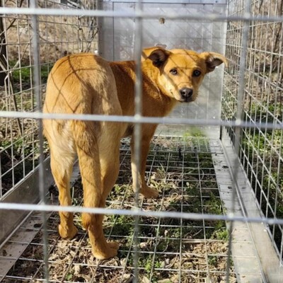 🌺Tamika Pinscher- Mischlingswelpin wird eine wunderbare Gefährtin sein 🌸, Mischlingshündin Welpen - Hündin