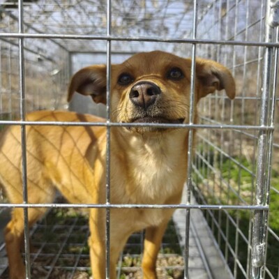 🌺Tamika Pinscher- Mischlingswelpin wird eine wunderbare Gefährtin sein 🌸, Mischlingshündin Welpen - Hündin