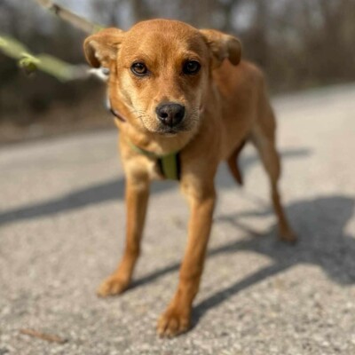 🌺Tamika Pinscher- Mischlingswelpin wird eine wunderbare Gefährtin sein 🌸, Pinscher Mischling Welpen - Hündin