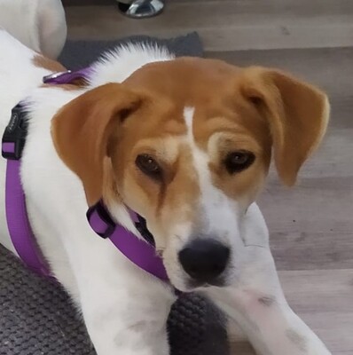 Tammy, Mischling - Hündin