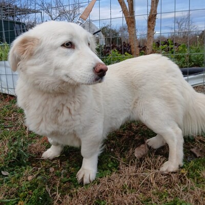 Tamy - kleiner Hund mit einem riesigen Herzen, Mischling - Hündin