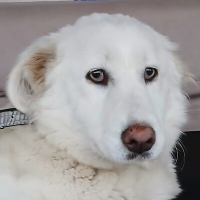 Tamy - kleiner Hund mit  riesigem 💙