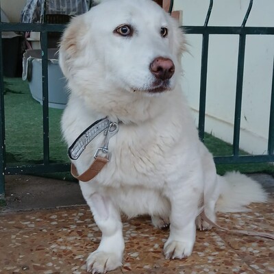 Tamy - kleiner Hund mit riesigem 💙, Mischling - Hündin