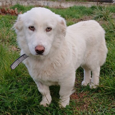 Tamy - kleiner Hund mit riesigem 💙, Mischling - Hündin
