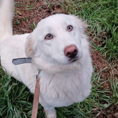 Tamy - kleiner Hund mit riesigem 💙, Mischling - Hündin