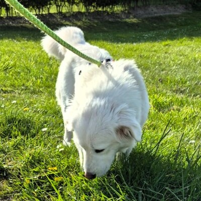 Tamy - kleiner Hund mit riesigem💙, Mischling - Hündin