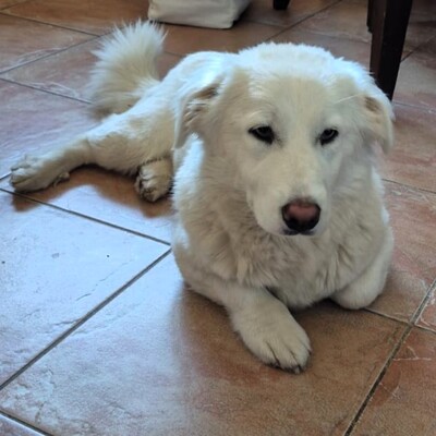 Tamy - kleiner Hund mit riesigem💙, Mischling - Hündin