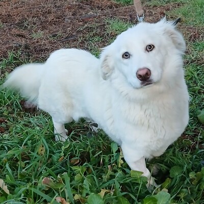 Tamy - kleiner Hund mit riesigem💙/ Vorgemerkt, Mischling - Hündin