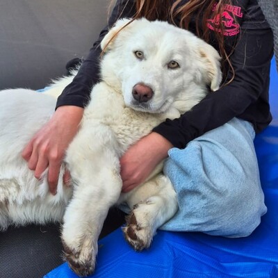 Tamy - kleiner Hund mit riesigem💙/ Vorgemerkt, Mischling - Hündin