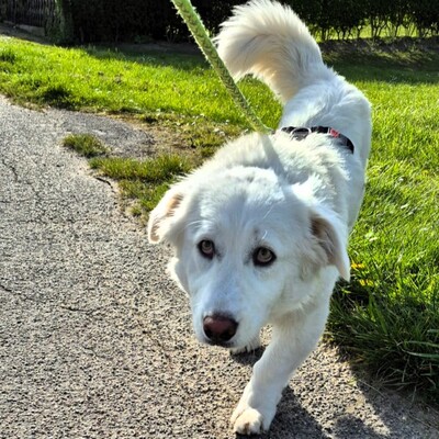 Tamy - kleiner Hund mit riesigem💙/ Vorgemerkt, Mischling - Hündin