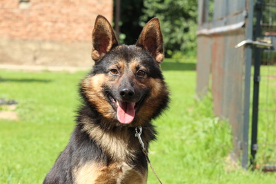 Tango, Mischling Welpen - Rüde