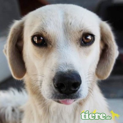 Tania, Mischling - Hündin