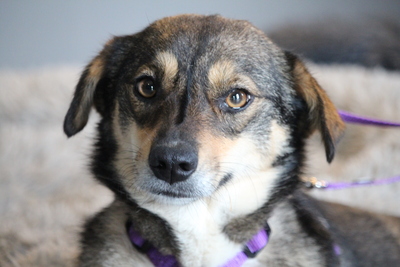 Tania, Mischling - Hündin