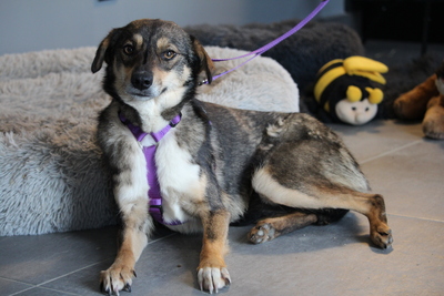 Tania, Mischling - Hündin