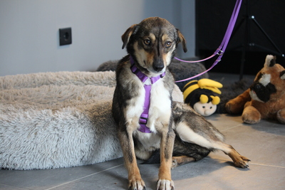 Tania, Mischling - Hündin