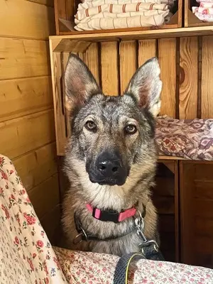 Tanka, Tschechoslow. Wolfshund (Mix) - Hündin
