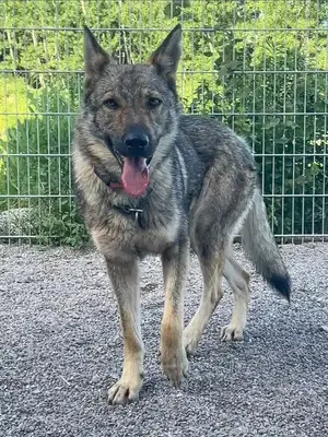 Tanka, Tschechoslow. Wolfshund (Mix) - Hündin