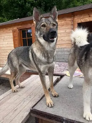 Tanka, Tschechoslow. Wolfshund (Mix) - Hündin