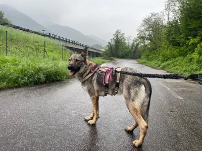 Tanka, Tschechoslow. Wolfshund (Mix) - Hündin