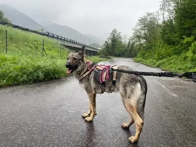 Tanka, Tschechoslow. Wolfshund (Mix) - Hündin