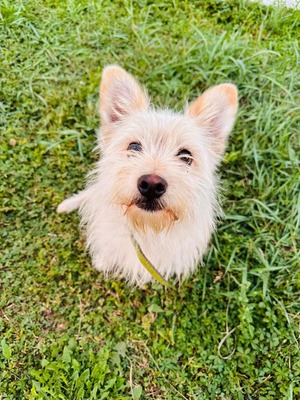 Tansy - lieb, sozial, verkuschelt mit Handicap, Mischling - Hündin