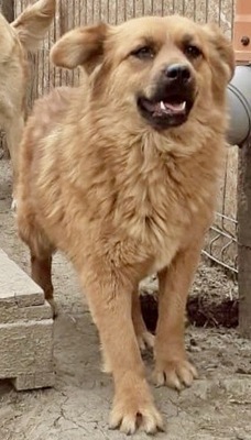 Tanuka - NOTFALL, Mix - Hündin