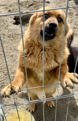 Tanuka - NOTFALL, Mix - Hündin