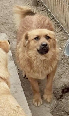 Tanuka - NOTFALL, Mix - Hündin