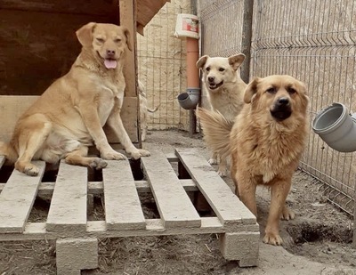 Tanuka - NOTFALL, Mix - Hündin